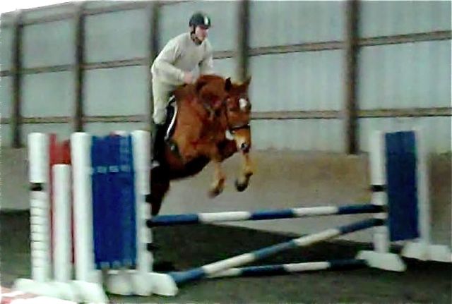 Prince, Irish Draught Sport Horse gelding for sale, superb bloodlines